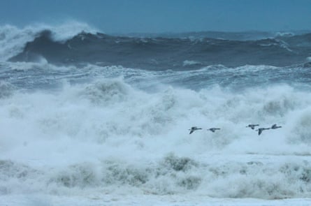 ‘It was desolation’: why did 700 shags disappear from an island overnight?