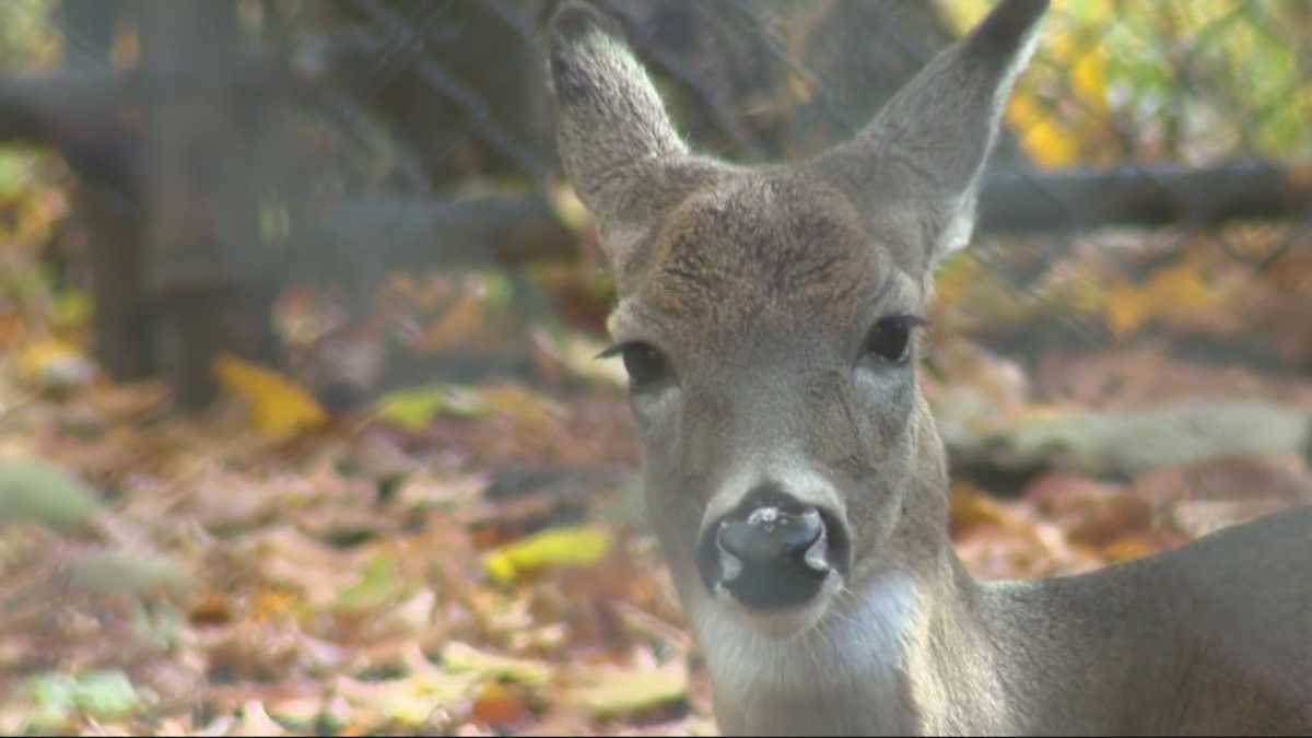 Deer creating ‘silent’ crisis for Mass. farmers