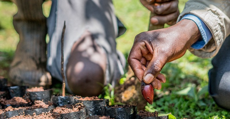 Q+A: Seed banks – critical for climate adaptation