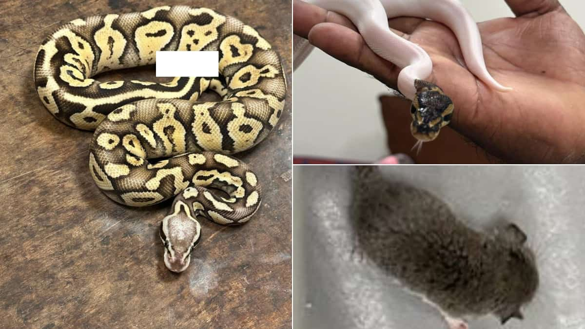 Flyer smuggles snakes, rodents in baggage; Customs send animals back to origin country