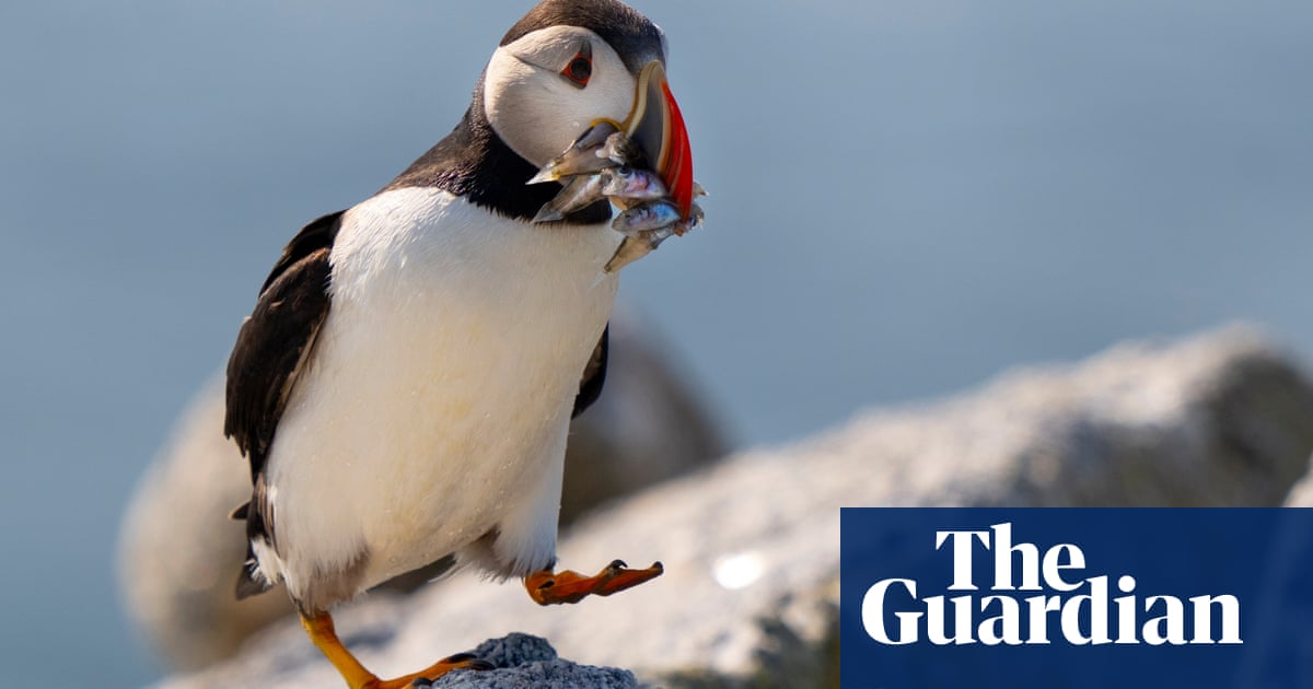 More than half of UK and Ireland seabirds in decline, census finds