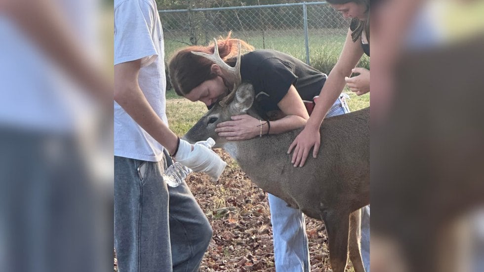 Deer nursed back to health by woman was shot, left to ‘bleed out’ by City of Dickson officers