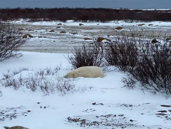 How the changing climate will affect polar bears