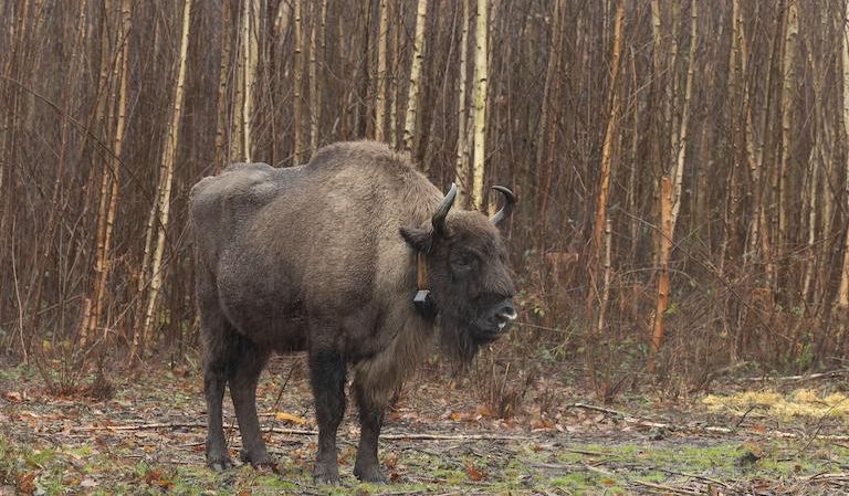 After 6,000 years, wild bison are back in Britain