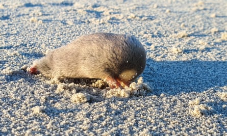 Back from the brink: sand-swimming golden mole, feared extinct, rediscovered after 86 years