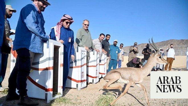 85 endangered animals released into Prince Mohammed bin Salman Royal