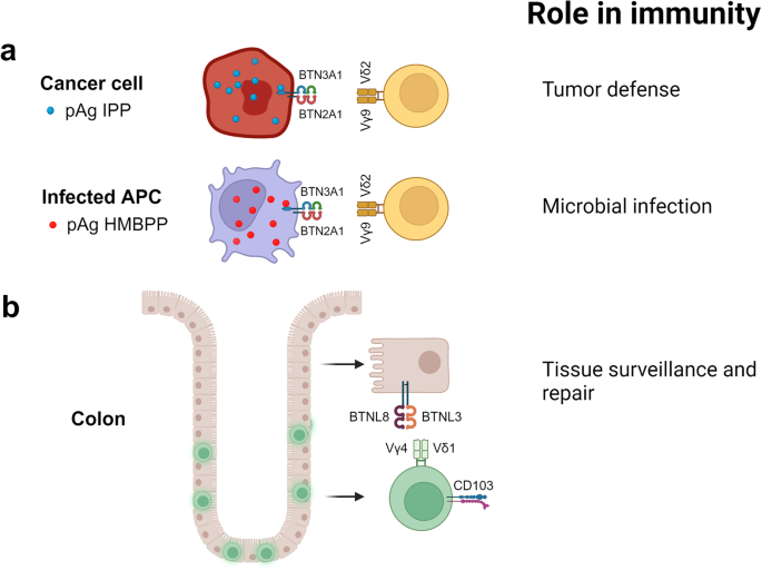 The Vγ4/butyrophilin conspiracy: novel role of intraepithelial γδ T cells in chronic inflammatory bowel disease