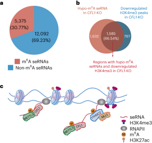 m6A methylation of super-enhancer RNAs facilitates chromatin accessibility