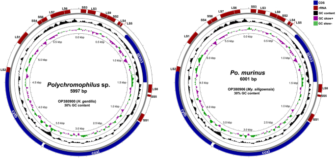 Complete mitochondrial genome analyses confirm that bat Polychromophilus and ungulate Plasmodium constitute a distinct clade independent of other Plasmodium species