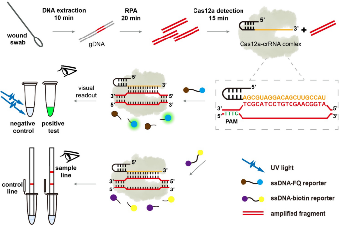 Rapid and sensitive detection of Pseudomonas aeruginosa by isothermal amplification combined with Cas12a-mediated detection