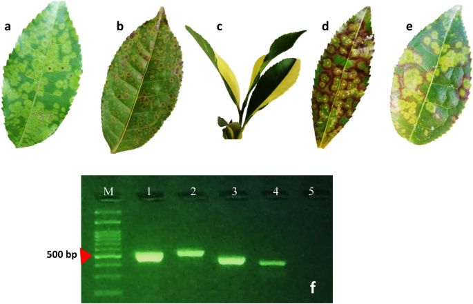 Molecular and biological investigating of tea plant necrotic ring blotch virus as a worldwide threat