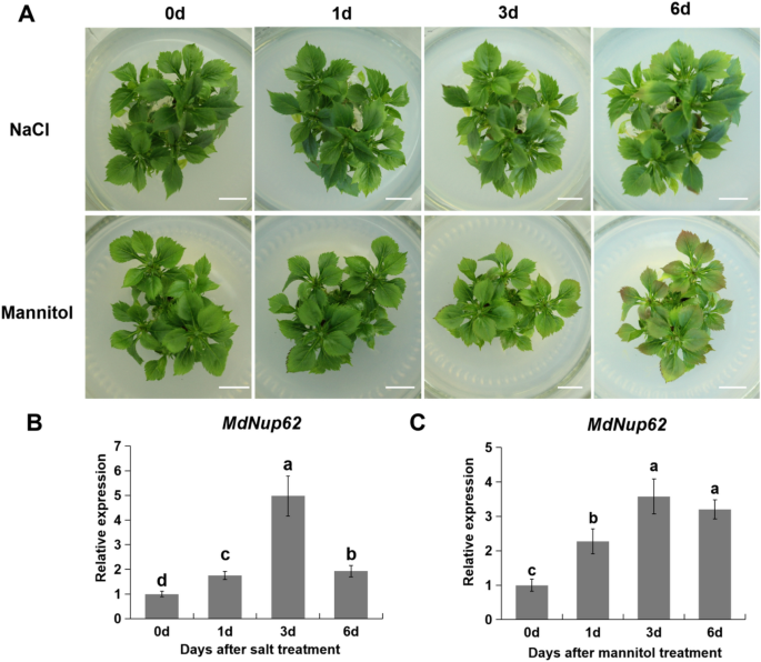 MdNup62 involved in salt and osmotic stress tolerance in apple