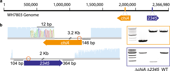 Chitin degradation by Synechococcus WH7803