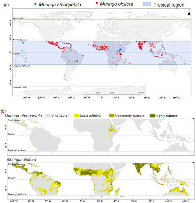 Modelling habitat suitability for Moringa oleifera and Moringa stenopetala under current and future climate change scenarios