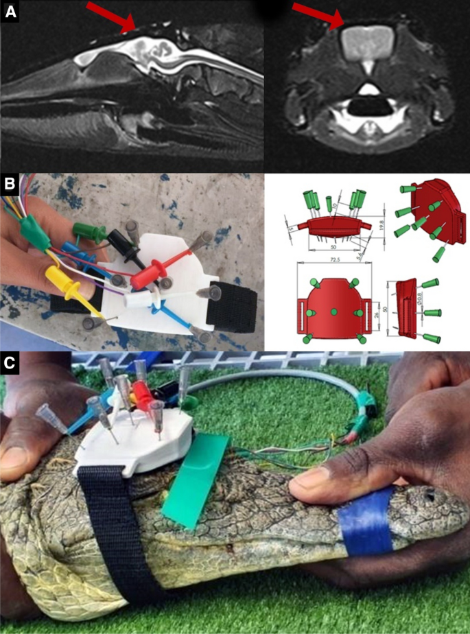 Electroencephalogram (EEG) assessment of brain activity before and after electrical stunning in the Nile crocodile (Crocodylus niloticus)