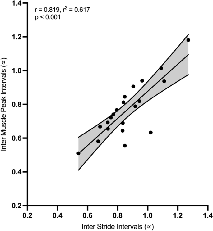 Muscle activity variability patterns and stride to stride fluctuations of older adults are positively correlated during walking