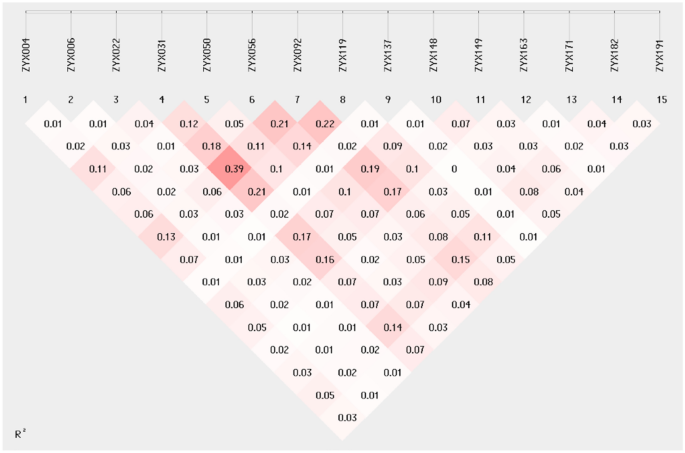 SSR molecular marker developments and genetic diversity analysis of Zanthoxylum nitidum (Roxb.) DC