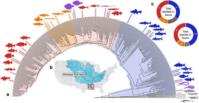 Phylogenetic structure of body shape in a diverse inland ichthyofauna