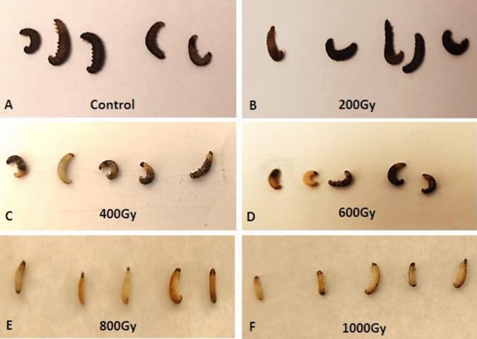 Melanin pigmentation variations in the larval cuticle of almond moth, Ephestia cautella caused by gamma radiation