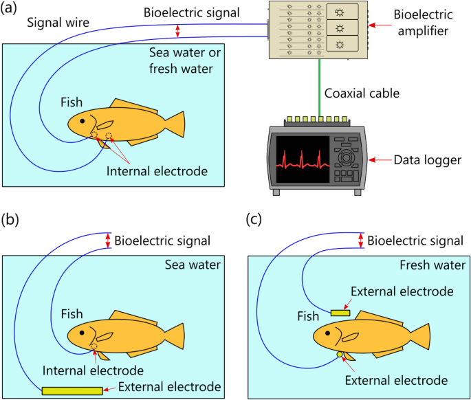 Method for obtaining reliable R-waves in fish electrocardiograms by utilizing conductivity of seawater