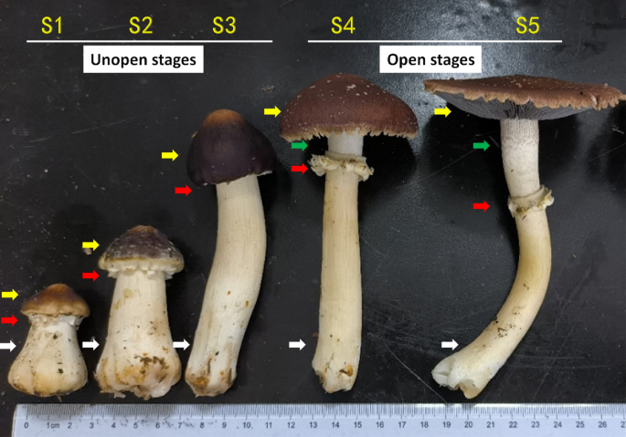 Research on the stipe cracking of wine-cap mushroom (Stropharia rugosoannulata) in different humidity conditions