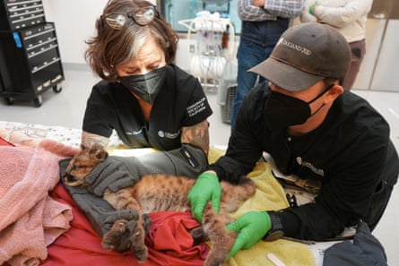 Orphaned mountain lion sisters find new home at California zoo