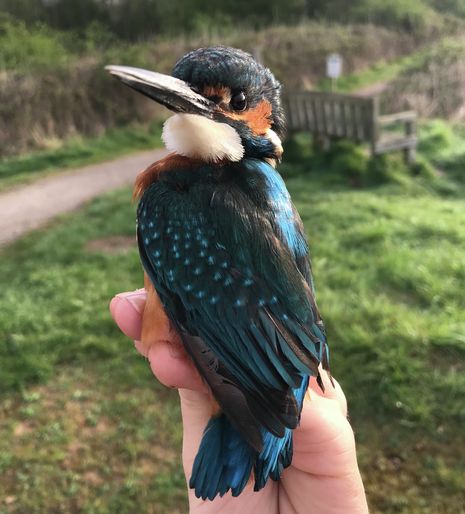 Goldcrests, gadwalls, and garden warblers: A (swan) dive into the realm of Cambridge birdwatching