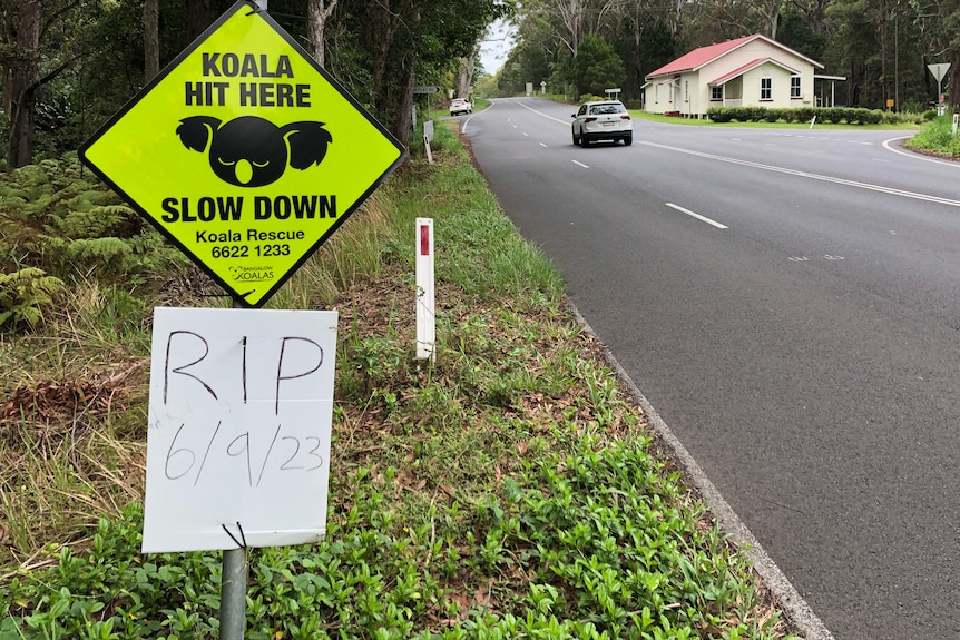 ‘Horrendous’ year of koala deaths in NSW prompts calls for lower speed limits, better road design