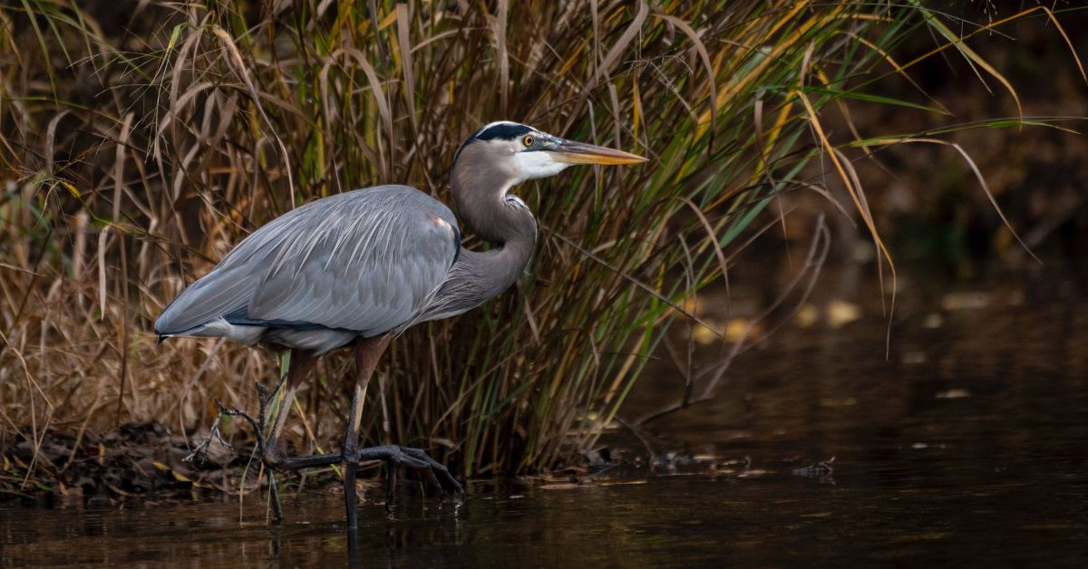 Restoring a North Carolina Wetland