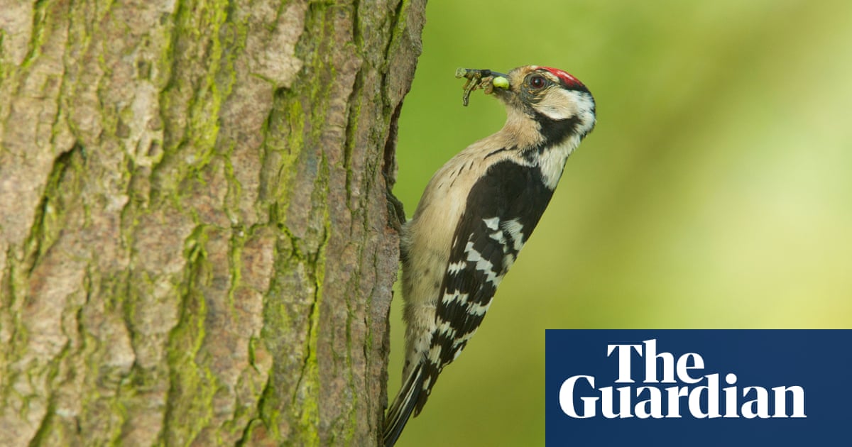 Woodland birds face accelerating decline in UK, say experts