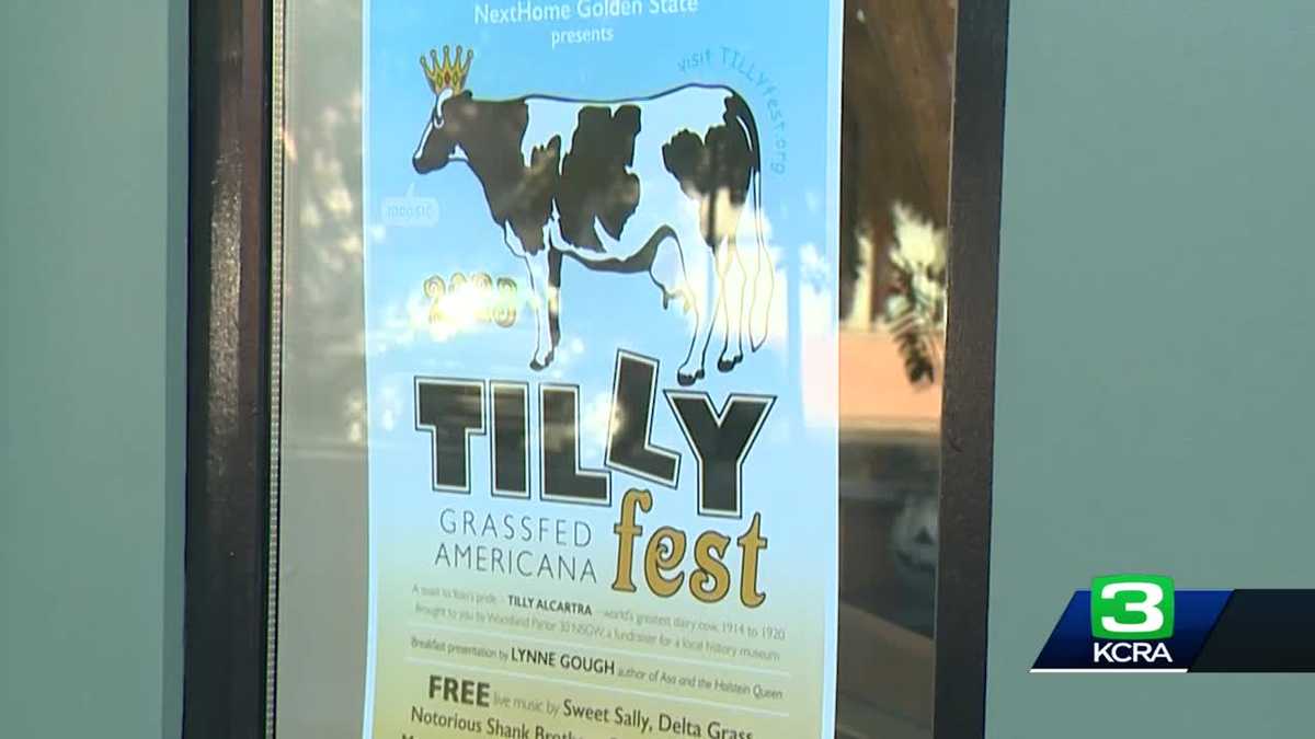 TILLYfest: Here’s why a celebrity cow in Woodland is the focal point of this museum’s fundraising event