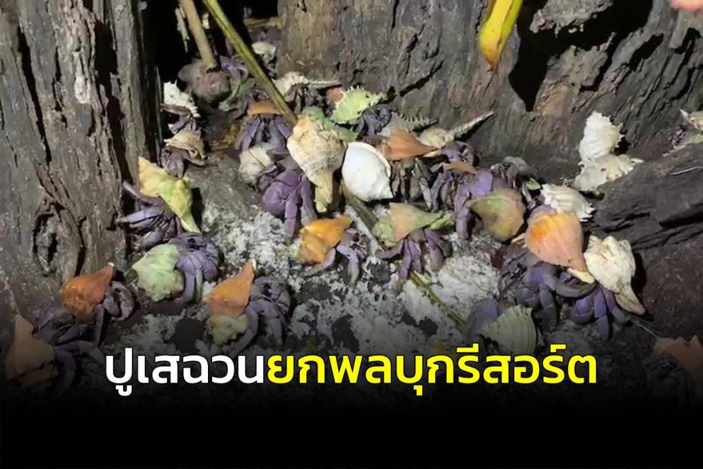 (คลิป) กองทัพ “ปูเสฉวน” ยกพลบุกรีสอร์ต ค้นหาเศษอาหารกินเพื่อความอยู่รอดช่วงกลางคืน