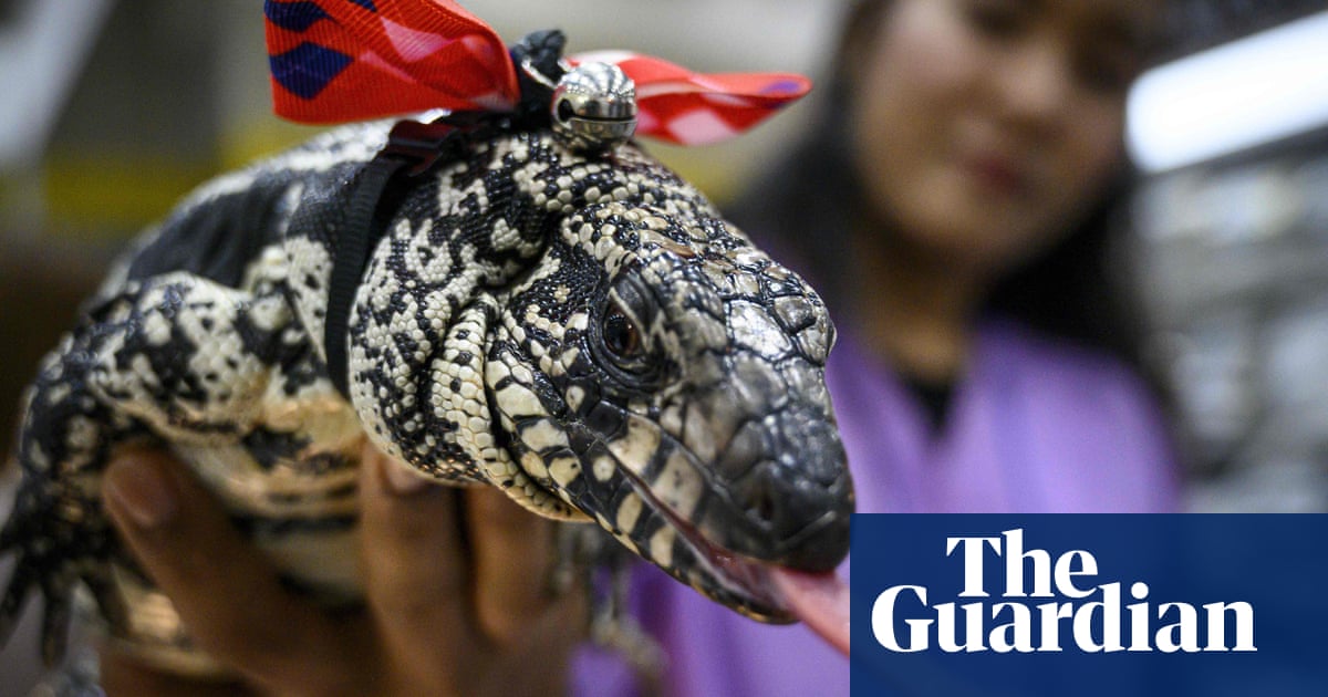 Georgia homeowner finds 3ft tegu lizard hiding under porch