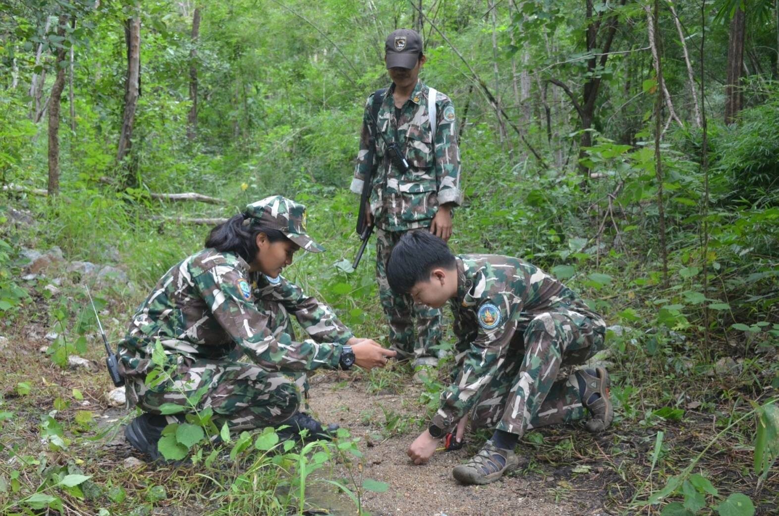 สัตว์ปริศนาโผล่กัดลูกควายตาย อุทยานฯ พุเตย คาดเป็นเสือใหญ่ เตือนงดหาของป่า