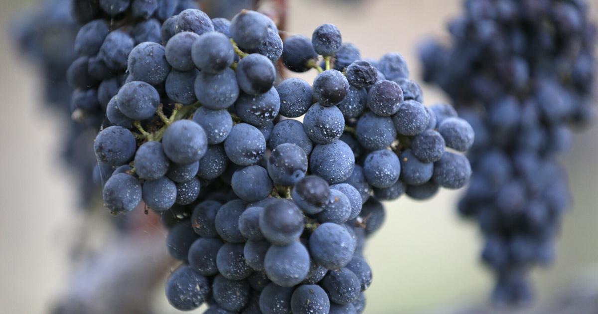 Wine Guy: Special wines make special holidays