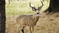 Game and Fish asks hunters to focus on chronic wasting disease