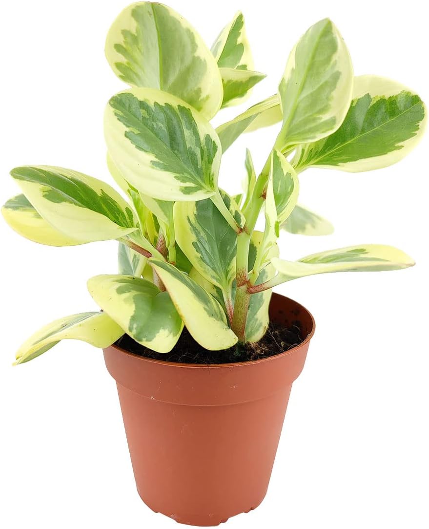 10 Best Selling Baby Rubber Plants for 2023