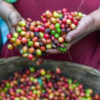 Alliance creates biofortified coffee beans to boost health and nutrition security of Colombian growers