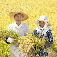 Climate-resilient crops: UK Summit champions global food security through innovation