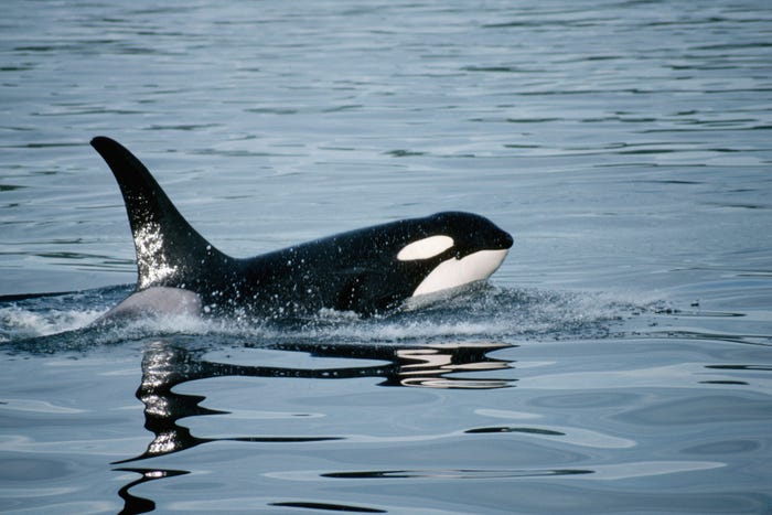 Sailors playing heavy metal to scare killer whales may be putting a target on their backs by telling the orcas exactly where to find them