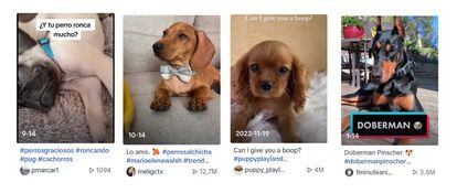 What have we done to dogs? Selective breeding’s consequences on the health of social media-darling pets