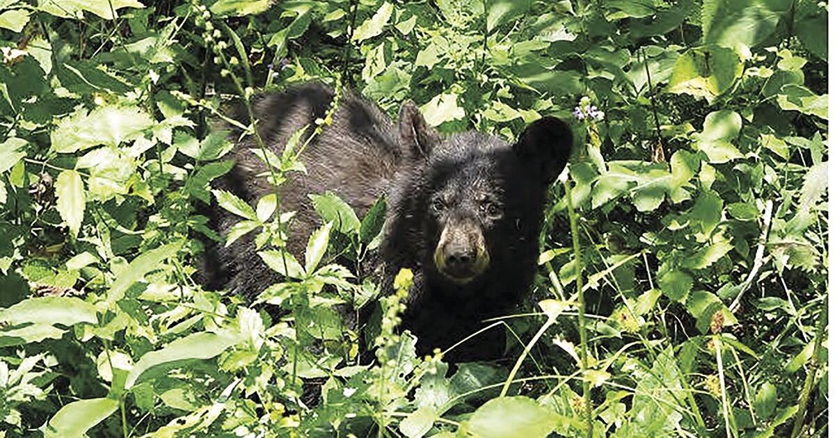 Wildlife numbers in local woodlands not readily known other than for deer, turkey and bear