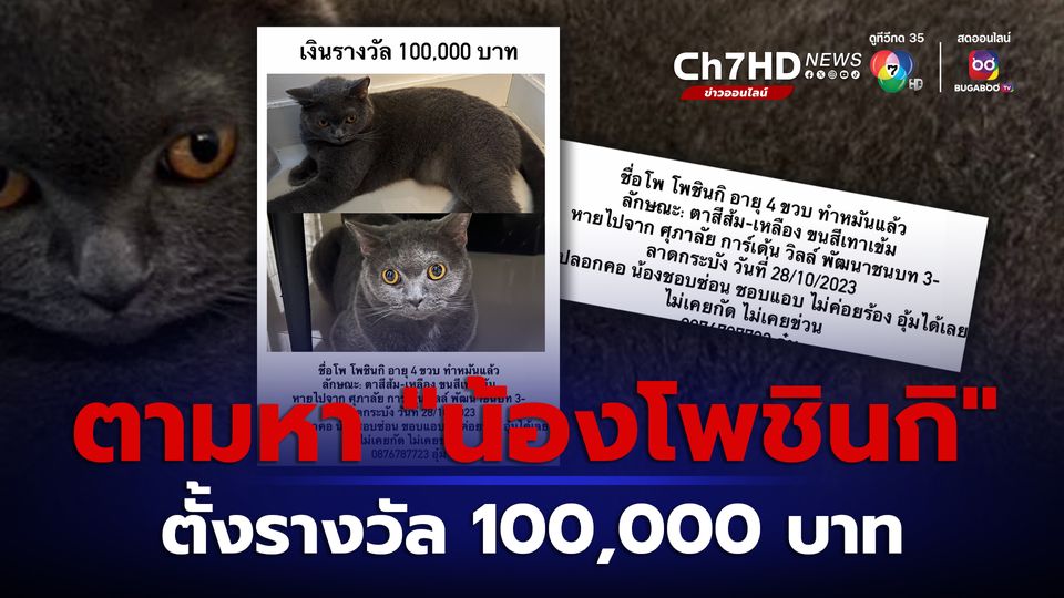 ข่าวโพสต์ตามหาแมวสุดที่รัก น้องโพชินกิ ประกาศให้สินน้ำใจ 100,000 บาท