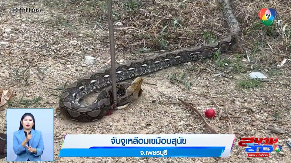 ข่าวภาพเป็นข่าว : จับงูเหลือมเขมือบสุนัข จ.เพชรบุรี