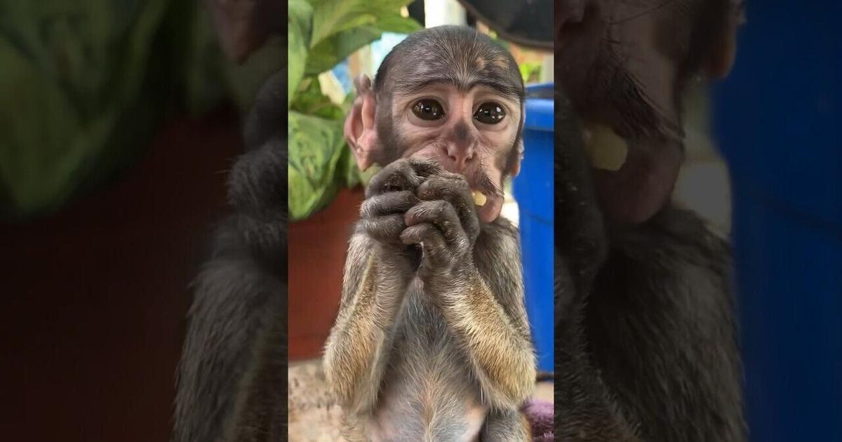 Changing A Baby Monkey’s Life l The Dodo #animals #wildlife #monkey