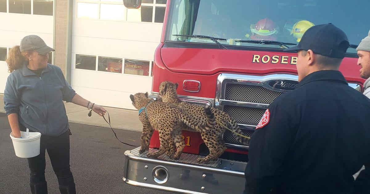 Roseburg firefighters treated to a visit by baby cheetahs from Wildlife Safari