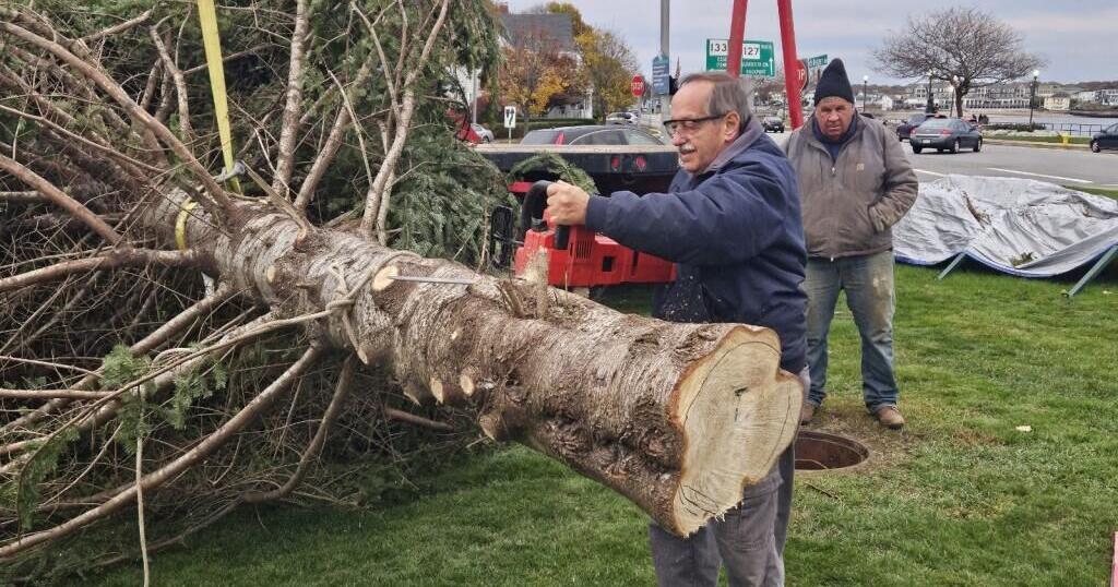 Kent Circle Christmas tree raised as parade planned