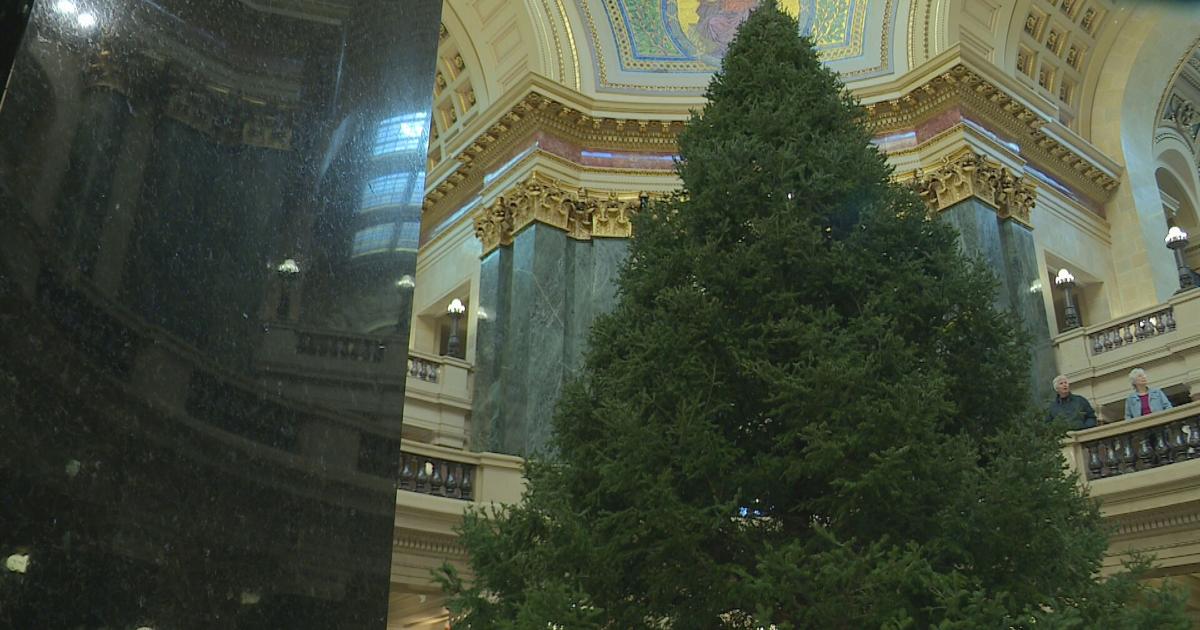 2023 Wisconsin State Capitol Holiday Tree now standing in Rotunda