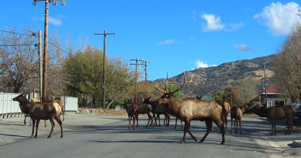 Natural Sightings: ‘The Bachelor,’ elk version. No rose ceremony