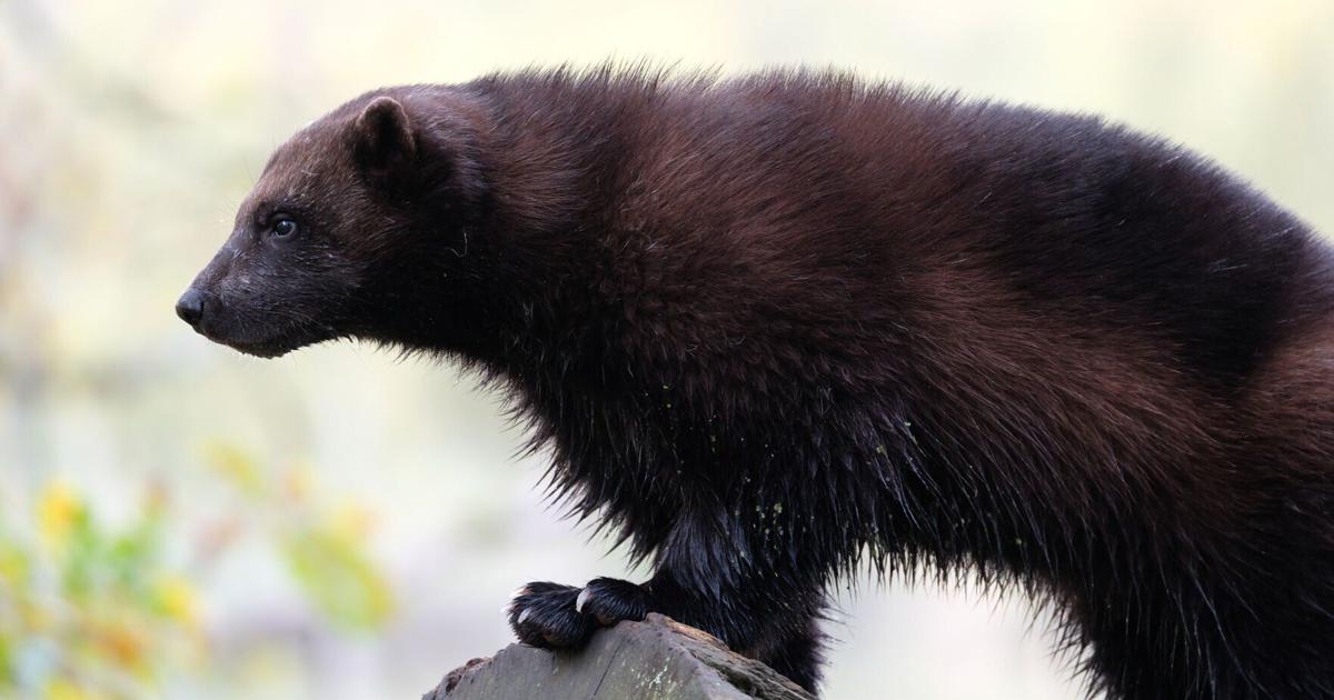 Climate change conflict over wolverines, Endangered Species Act